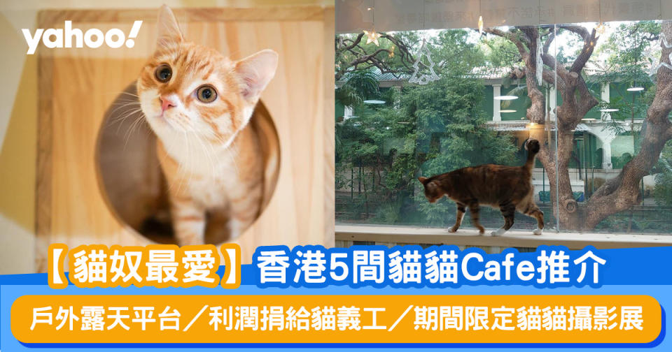 【貓奴最愛】香港5間貓貓Cafe推介