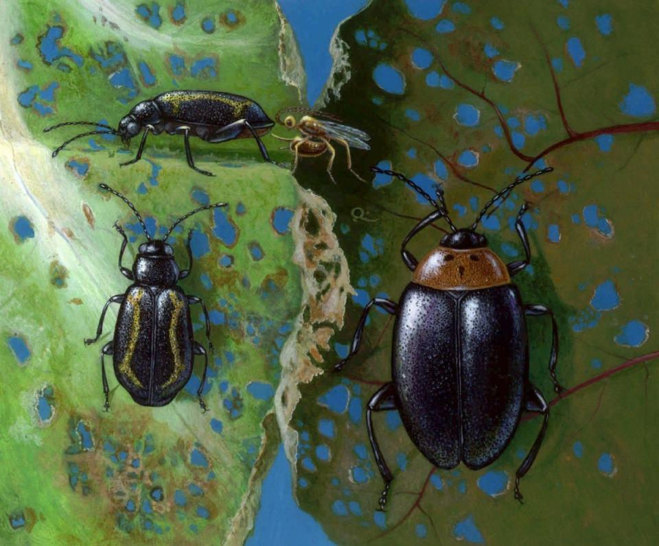 Striped flea beetles, left, and a three-spotted flea beetle