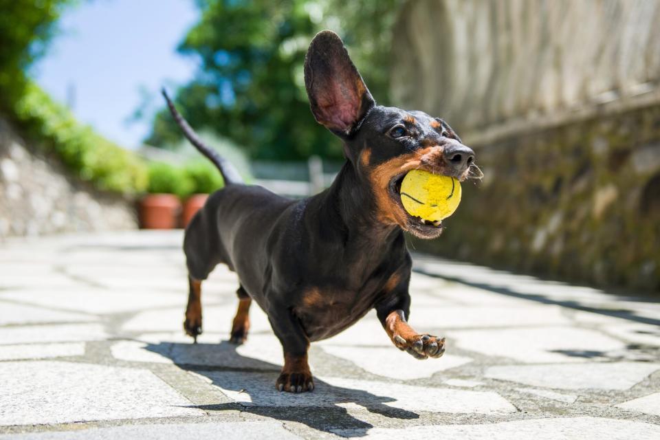 Dachshund running with ball