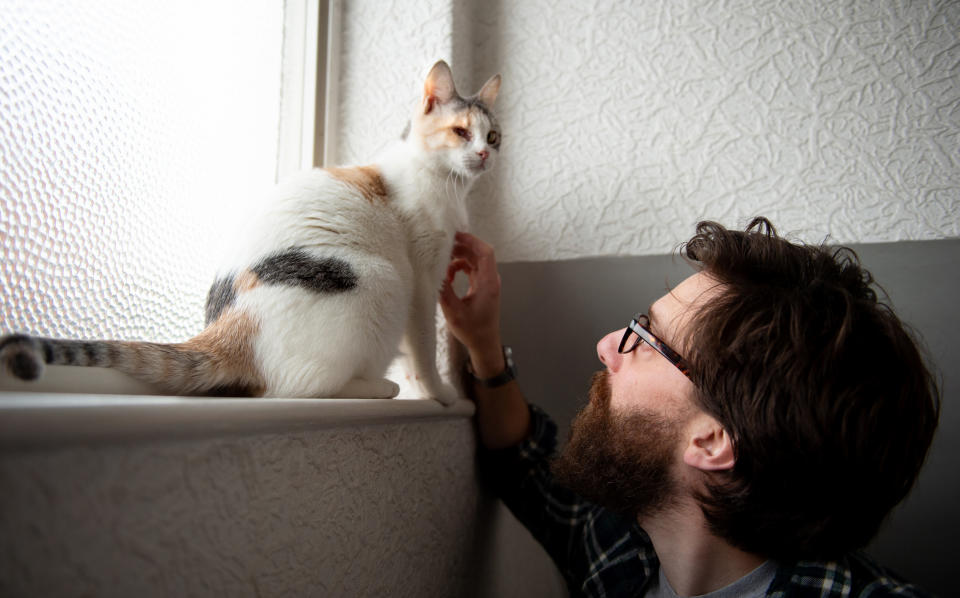 MANCHESTER, ENGLAND - JULY 05: Jasmine, one of forty vulnerable cats rescued from Qatar, is destined for a new home in Scotland, while fourteen are temporarily fostered with Danny Bradley in Manchester on July 05, 2020 in Manchester, England.  Jenny Celebi is one of a network of British expatriates teaming to lobby for stronger animal rights in Qatar, where the average street cat has a life expectancy of just two years. (Photo by Shirlaine Forrest/Getty Images)