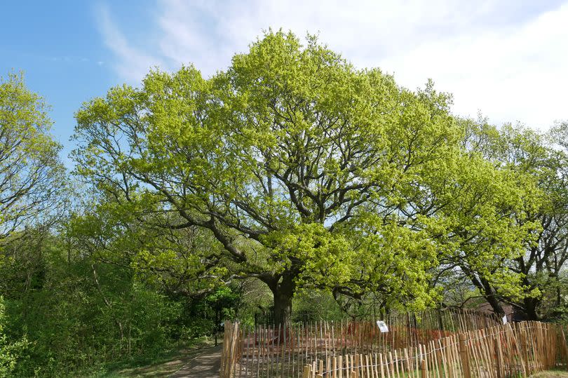 The Oak of Honour, which stands at the top of One Tree Hill in South East London