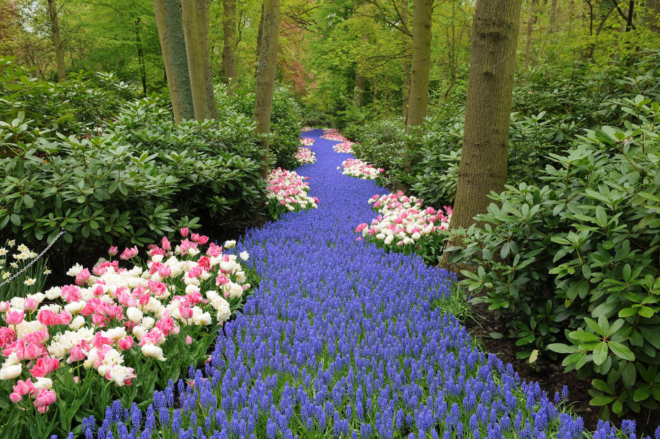 The 80,000 acre exhibition in the Netherlands, known as Keukenhof, is also described as one of the most beautiful in the world, and the United Kingdom is the theme for 2013. (Caters News)