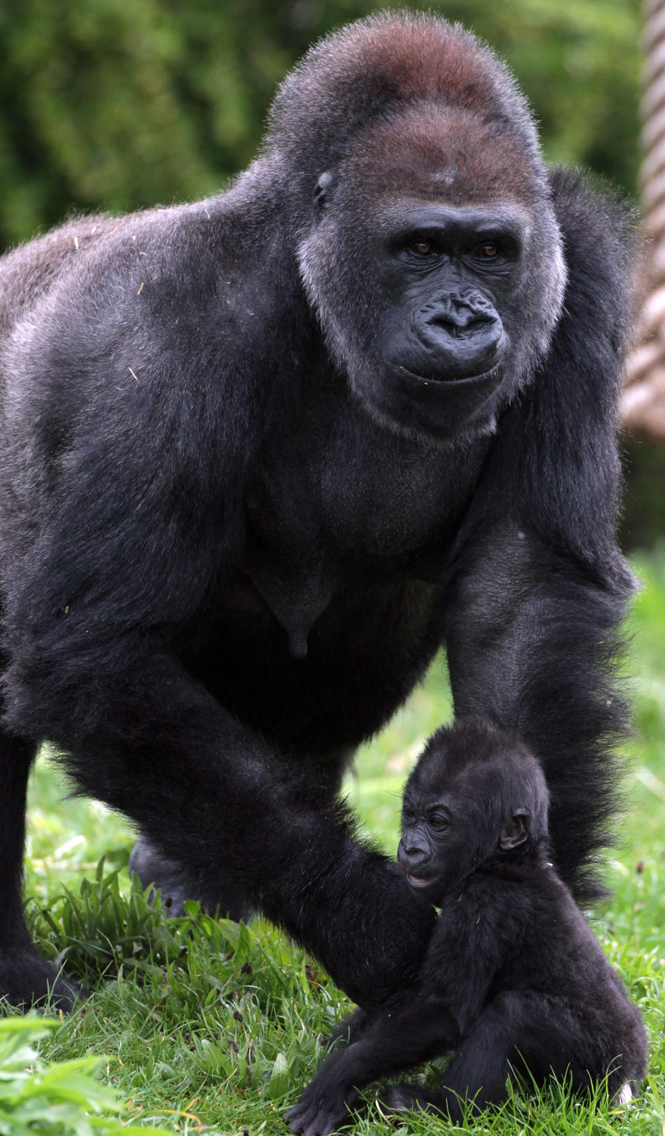 BRISTOL, ENGLAND - MAY 04: Bristol Zoo's baby gorilla Kukena takes some of his first steps as he ventures out of his enclosure with his mother Salome at Bristol Zoo’s Gorilla Island on May 4, 2012 in Bristol, England. The seven-month-old western lowland gorilla is starting to find his feet as he learns to walk having been born at the zoo in September. Kukena joins a family of gorillas at the zoo that are part of an international conservation breeding programme for the western lowland gorilla, which is a critically endangered species. (Photo by Matt Cardy/Getty Images)