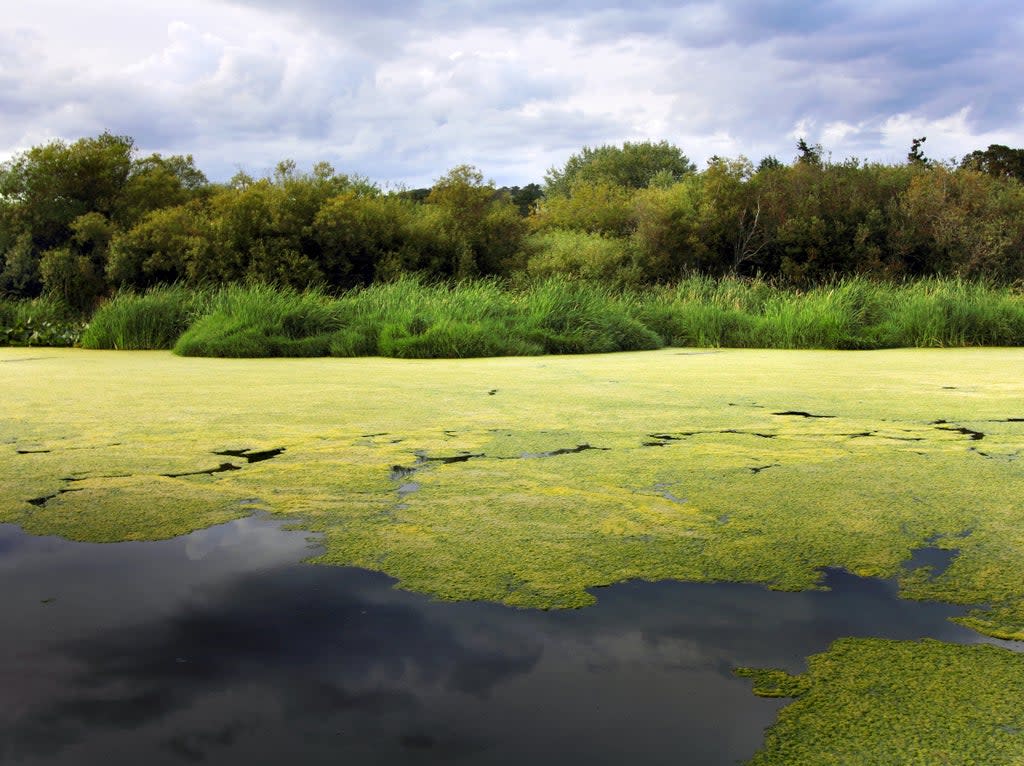 Researchers believe that changes in algal communities caused by global warming could have a major effect on marine ecosystems  (Getty Images)