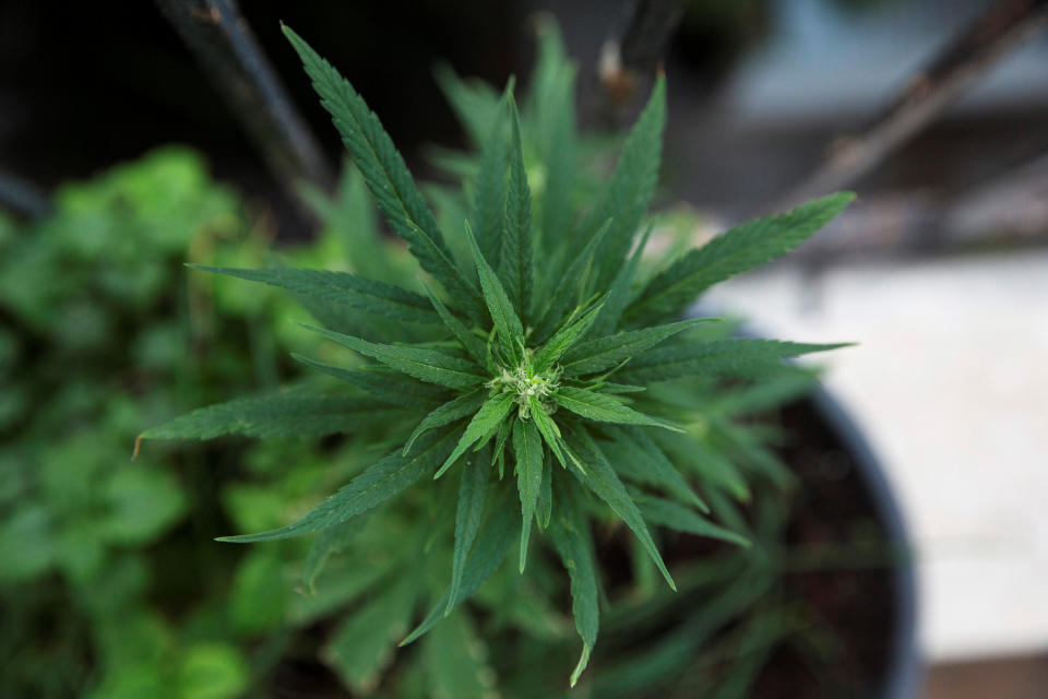 FILE PHOTO: A home-grown marijuana plant is seen at an undisclosed location in Israel January 28, 2014. REUTERS/Baz Ratner/File Photo