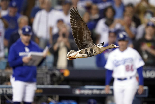 Padres Even Division Series With Dodgers in Game 2 - The New York Times