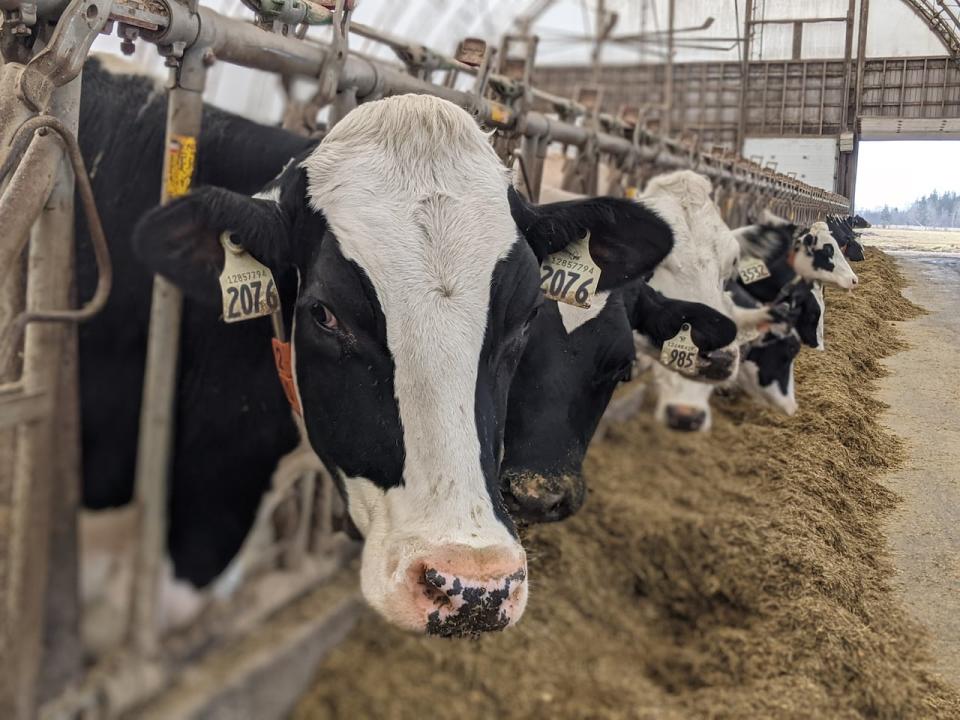 Every cow has a collar that allows the Bryantons to track how much she is eating, moving around and other health indicators. 