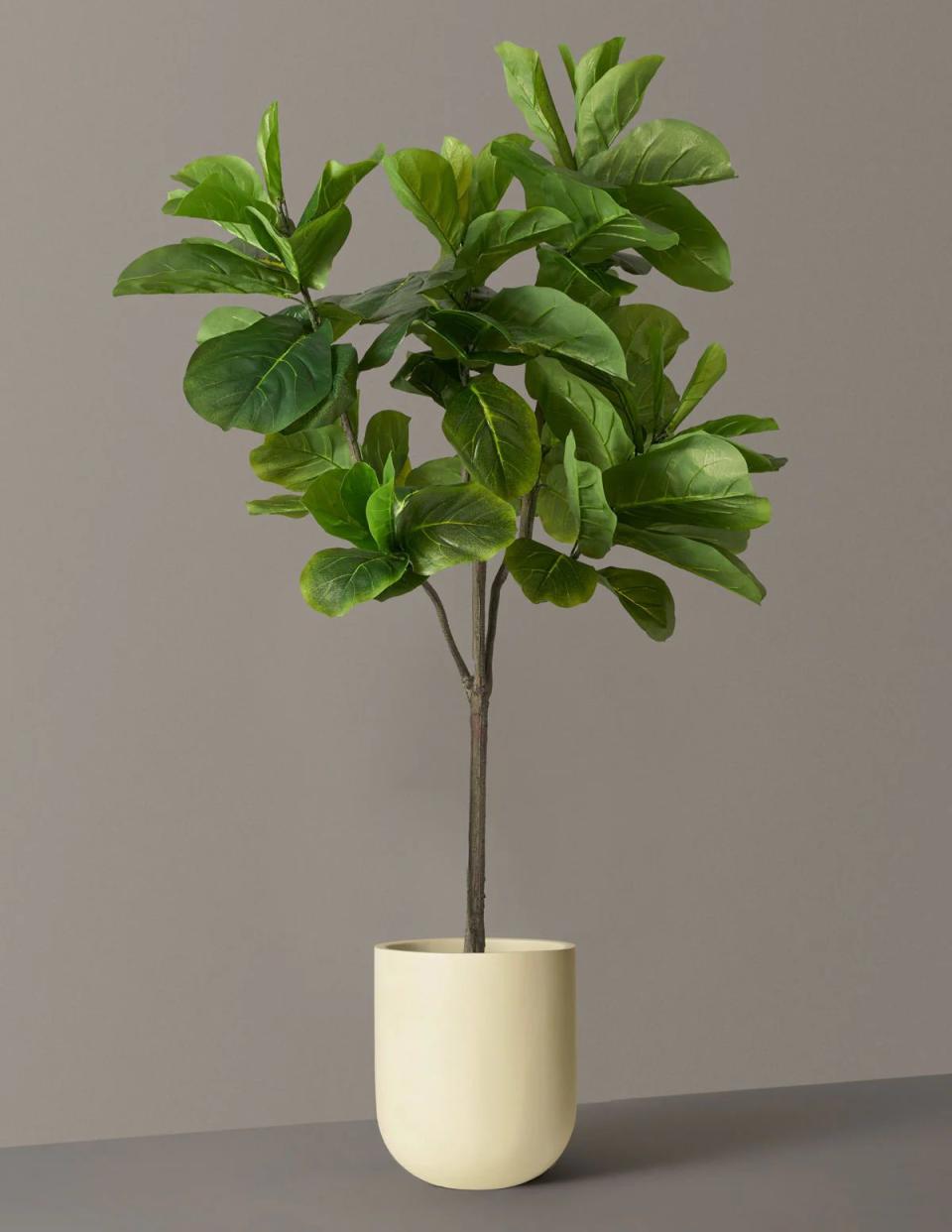 <p><a href="https://go.redirectingat.com?id=74968X1596630&url=https%3A%2F%2Fwww.thesill.com%2Fproducts%2Flarge-fiddle-leaf-fig-tree&sref=https%3A%2F%2Fwww.womenshealthmag.com%2Flife%2Fg19483793%2Fbest-mothers-day-gifts%2F" rel="nofollow noopener" target="_blank" data-ylk="slk:Shop Now;elm:context_link;itc:0;sec:content-canvas" class="link ">Shop Now</a></p><p>Large Fiddle Leaf Fig Tree</p><p>The Sill</p><p>$228.00</p>