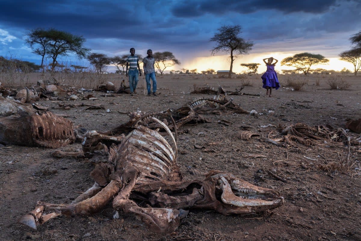 Skeletons of cows litter the landscape around near Amboseli National Park in southern Kenya (Charlie Hamilton James)