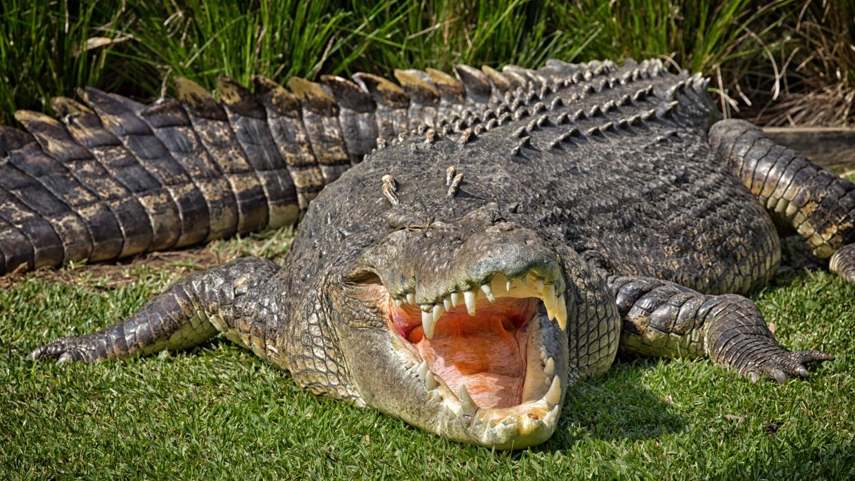  A large saltwater crocodile lying facing the camera with its jaws open with grass underneath. 