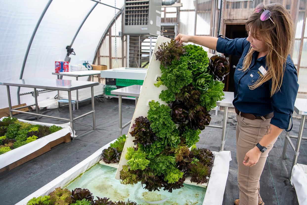Biltmore gardener Sarah Woodby holds a palette of lettuce grown hydroponically in a greenhouse at Biltmore Estate, September 13, 2023.