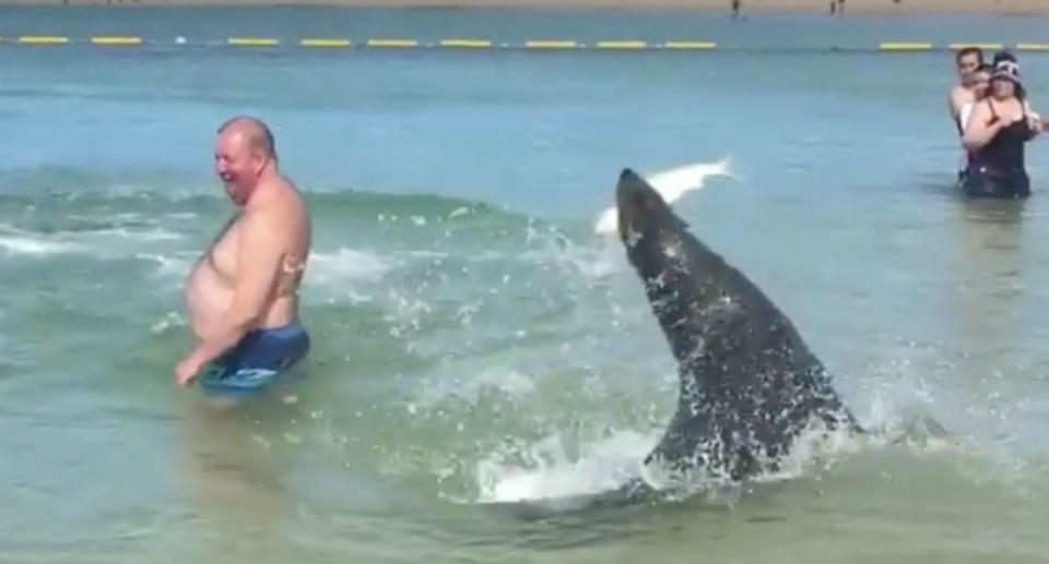 The seal showed off its catch to dumbstruck bystanders. Source: Sunrise/ Karen McLellan