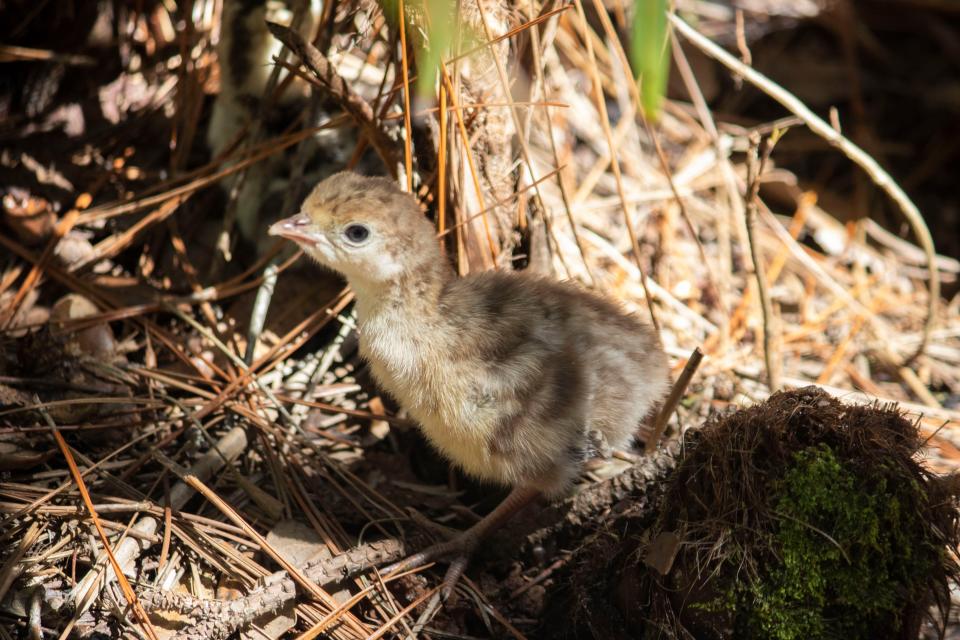 Giblet hatched three Osceola turkey chicks on Sept. 9 and 10.