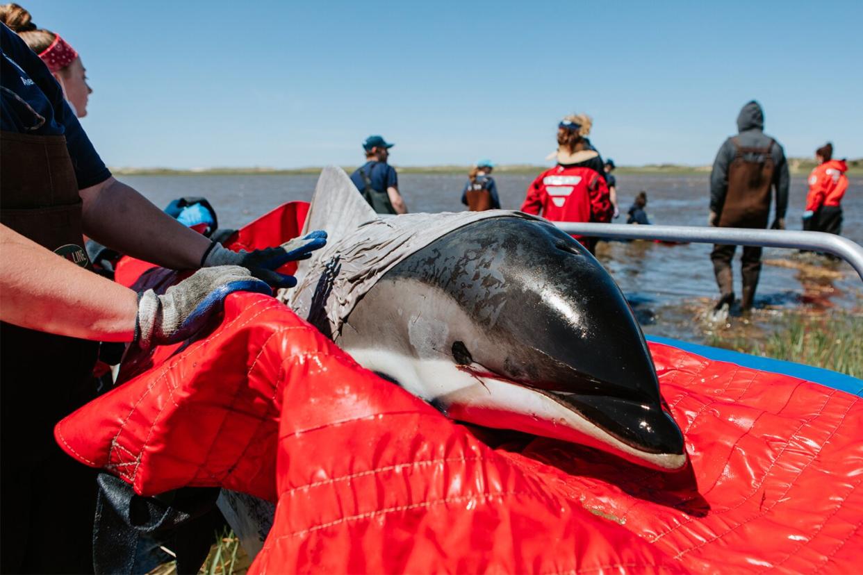 Dolphin Rescue