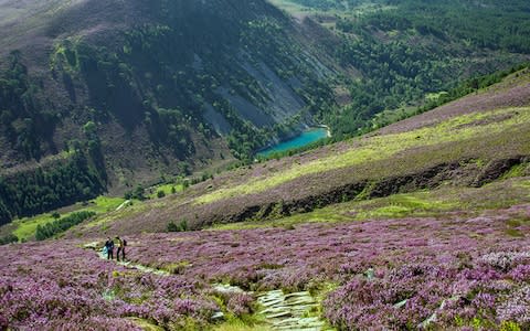 In summer find the heather in full bloom - Credit: iStock