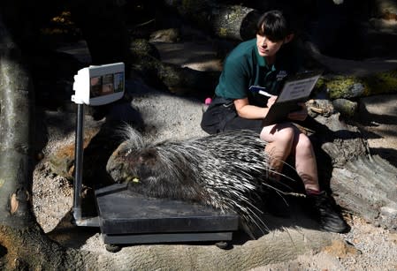 A porcupine stands on scales during the annual weigh-in at London Zoo