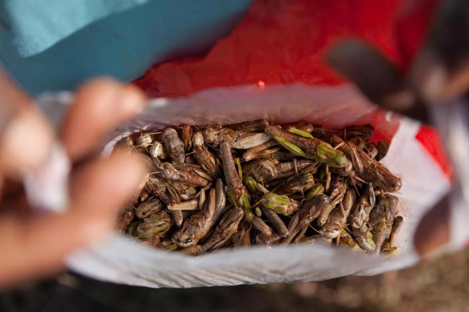 consumo de insectos con miras al futuro