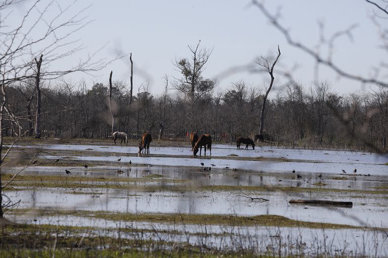 La reserva también está ocupada por actividades agropecuarias; en la foto, caballos pastando en un pastizal en el que se acumuló agua por la lluvia de la noche anterior