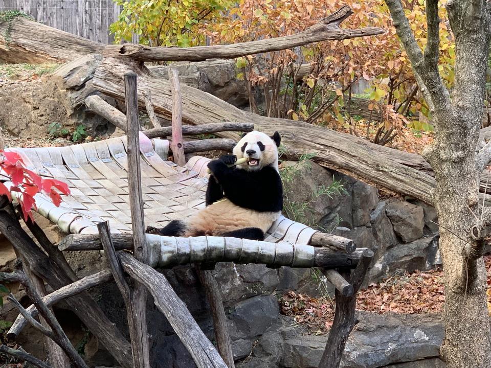Bei Bei, a panda born at the National Zoo in Washington, D.C. four years ago, will travel to China on Tuesday as part of a breeding and research program.