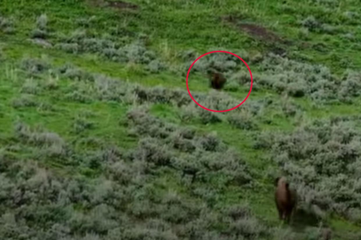 Watch a Bison Chase Down and Charge a Grizzly Bear in Yellowstone National Park photo