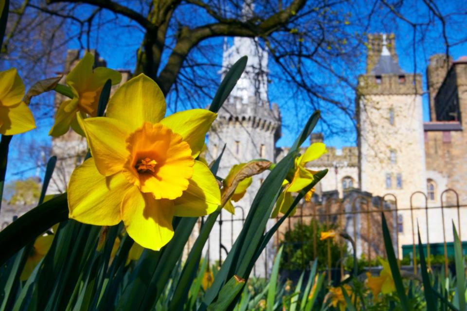 A daffodil blooms in front of Cardiff Castle