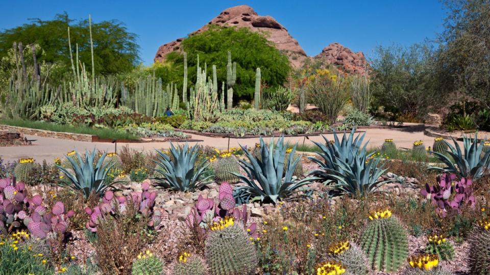 Phoenix's 140-acre Desert Botanical Gardens encompasses several nature trails and over 50,000 plants. <p>iShootPhotosLLC/Getty Images</p>
