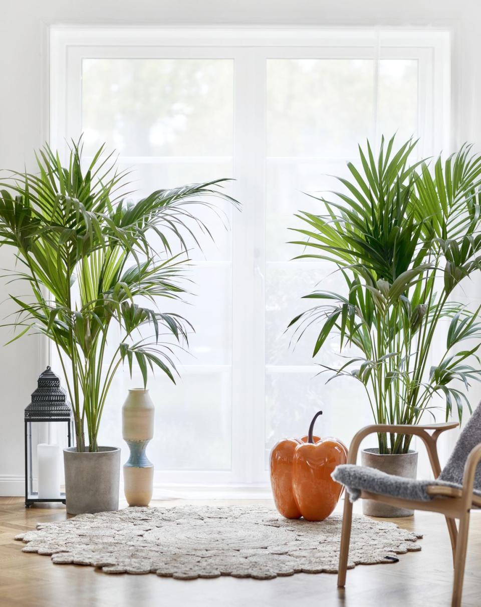 <p>Bring a dose of the tropical life into your home with the Majesty Palm plant, an air-purifying option that requires between four to six hours of bright, indirect light every day. </p><p><a class="link " href="https://go.redirectingat.com?id=74968X1596630&url=https%3A%2F%2Fwww.lowes.com%2Fpd%2FCosta-Farms-10-in-Majesty-Palm-in-Plastic-Pot-Mp10%2F1000605113&sref=https%3A%2F%2Fwww.goodhousekeeping.com%2Fhome%2Fgardening%2Fg32490113%2Fbest-aesthetic-plants%2F" rel="nofollow noopener" target="_blank" data-ylk="slk:SHOP NOW;elm:context_link;itc:0;sec:content-canvas">SHOP NOW</a></p>
