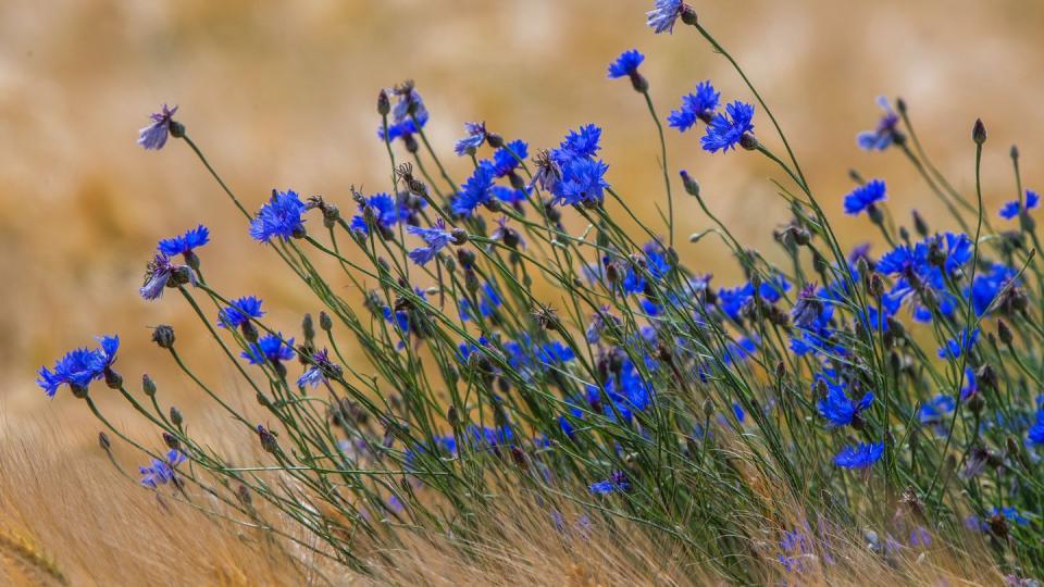 Blaue Kornblumen blühen auf einem Feld auf der Ostseeinsel Usedom in einem Getreideacker.