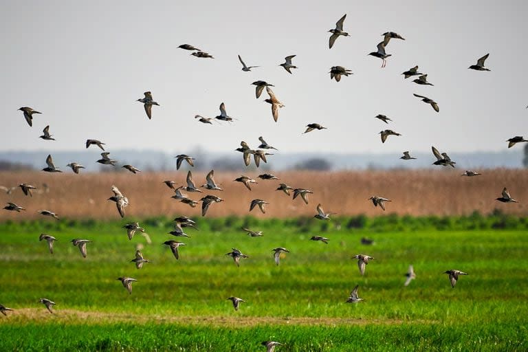 Las aves son indicadoras de la salud de los ambientes y permiten conocer los impactos del cambio climático de manera rápida