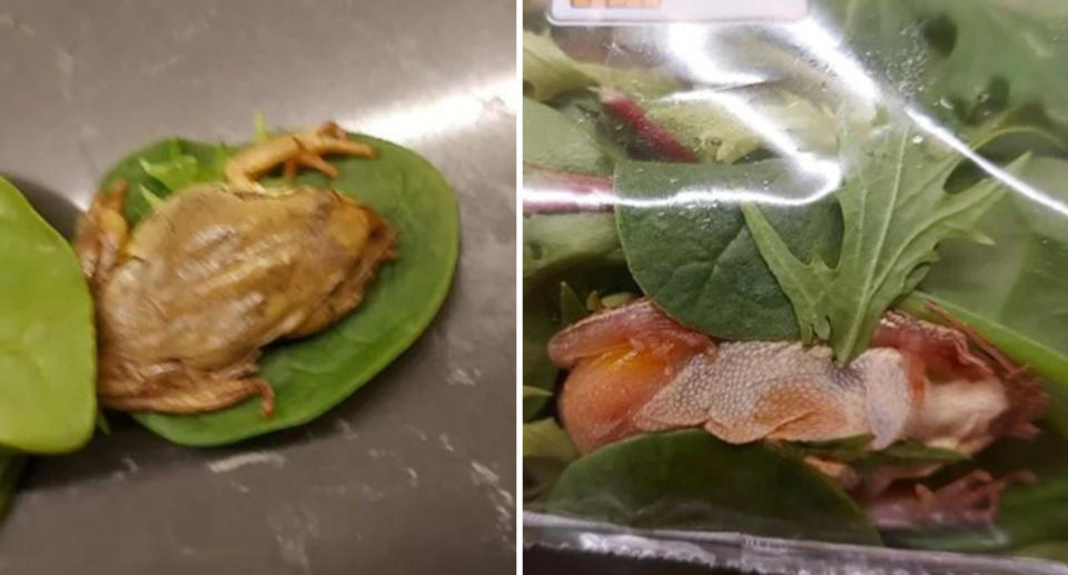 Left, the frog is clearly visible outside of the Coles salad mix bag. Right, it is harder to spot among the leafy greens inside the bag. 