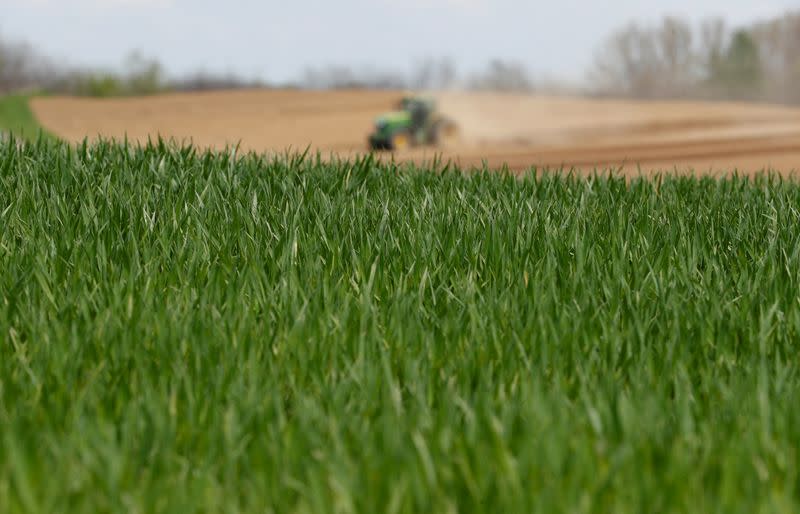 View of fields of wheat on farmland near the village of Timar