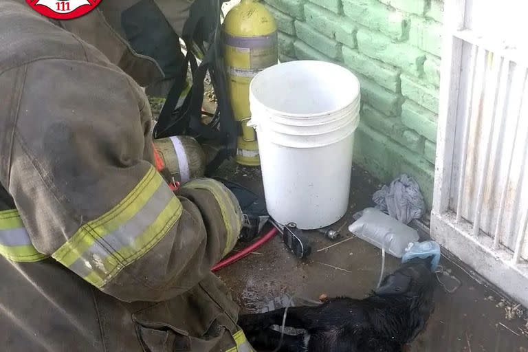 El momento de la reanimación de un perro