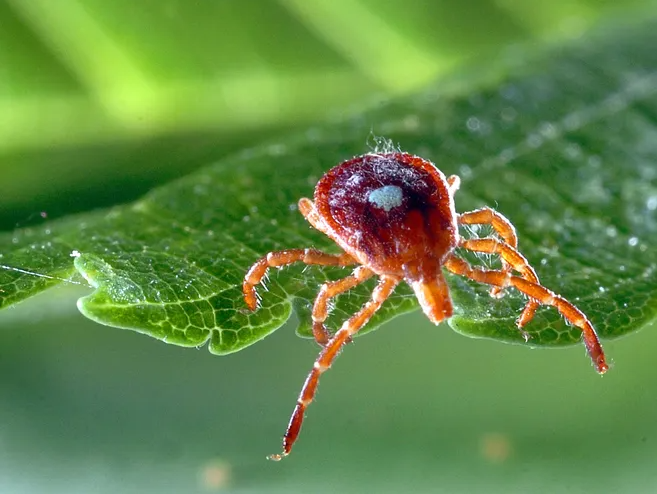 The Lone Star tick