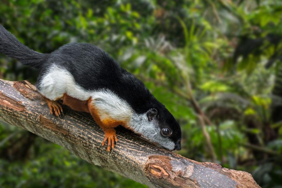 tri-colored squirrel on a branch