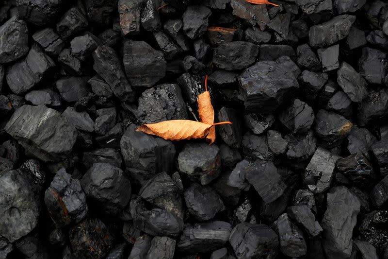 FILE PHOTO: A leaf sits on top of a pile of coal in Youngstown, Ohio