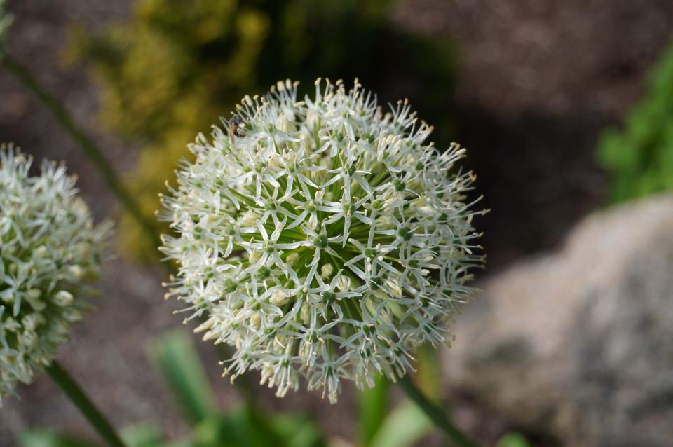 “Mount Everest” ornamental onion last week at Secrest Arboretum in Wooster.