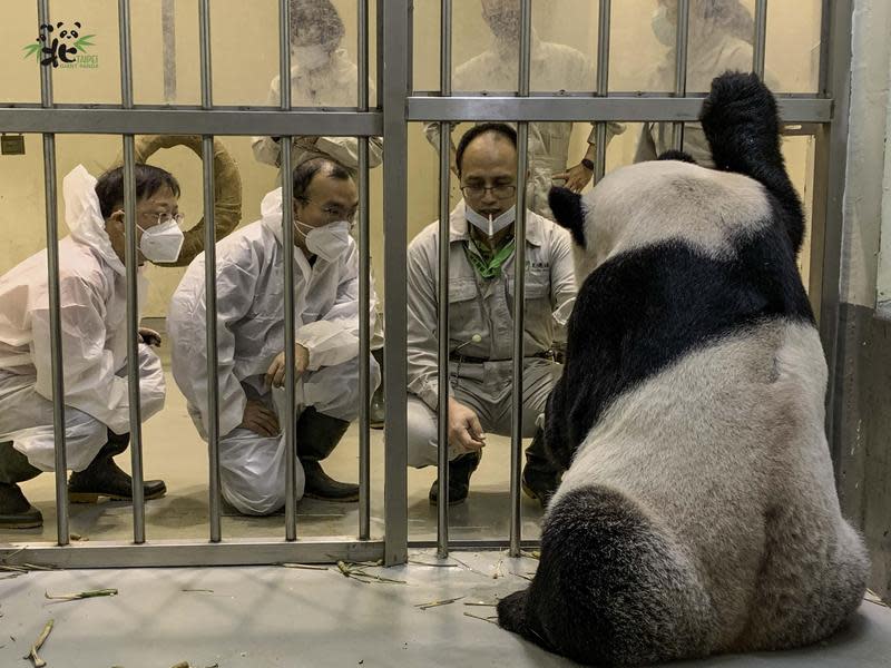 台北市立動物園的明星動物團團生病了，中國派專家魏明（左1）、吳虹林（左2）來台。（翻攝自台北市立動物園）