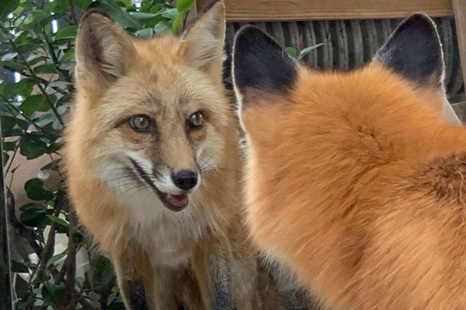 Zoo Miami is mourning the loss of red fox Swift, who died unexpectedly.