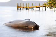 The body of a dead Pilot Whale is seen at Macquarie Harbour on September 24, 2020 in Strahan, Australia. (Photo by Steve Bell/Getty Images)