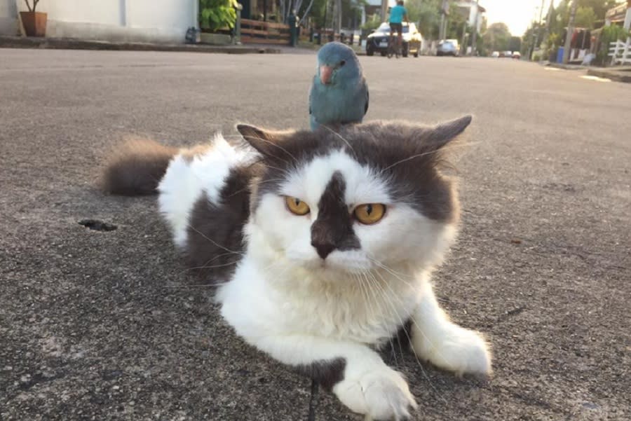 Here’s a bird riding on a cat’s back, because that’s what friends are for