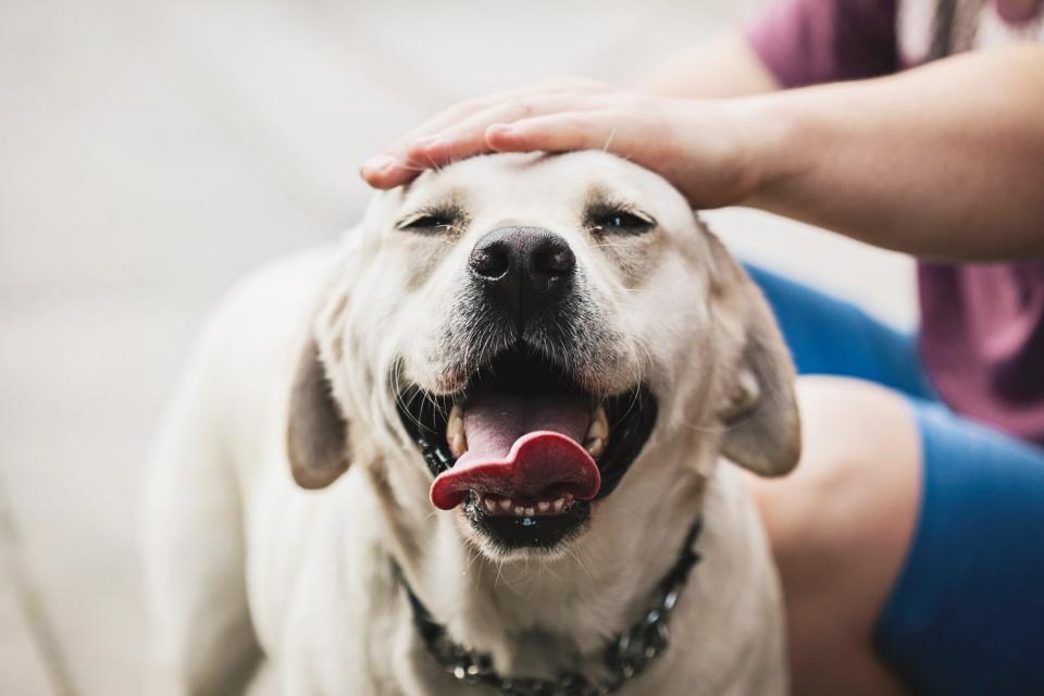 person petting a golden retriever