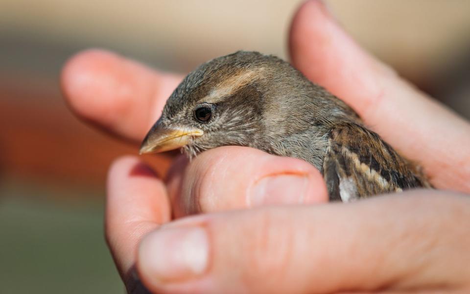 Der berühmte Spatz in der Hand