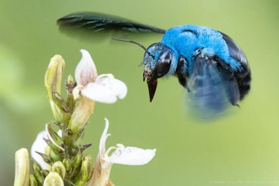 藍木蜂不具有攻擊性。（圖片來源：Nick Volpe，經由iNaturalist CC BY-NC.）