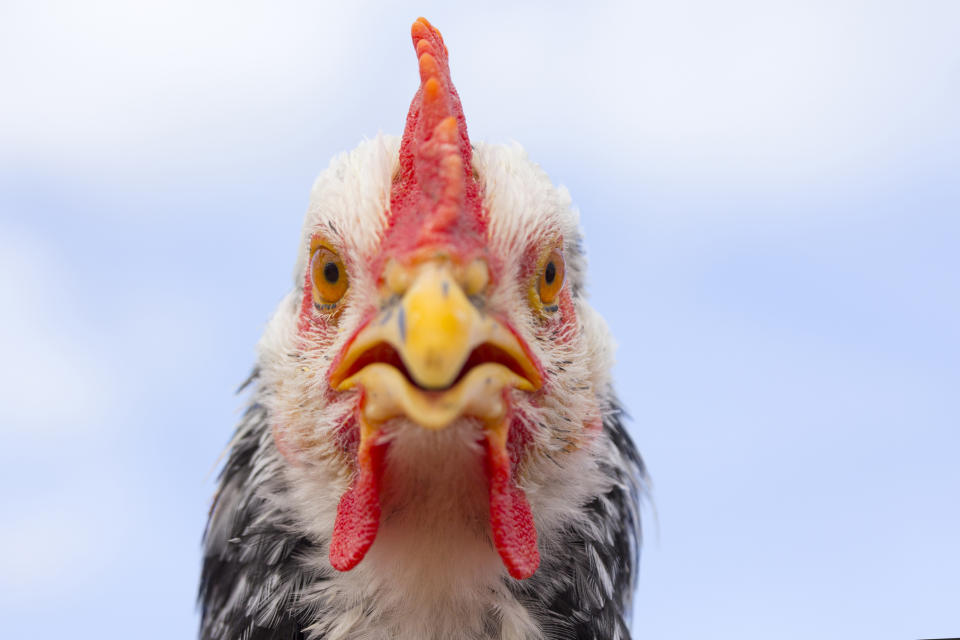 Close-up of a chicken facing the camera, showing its facial features and comb