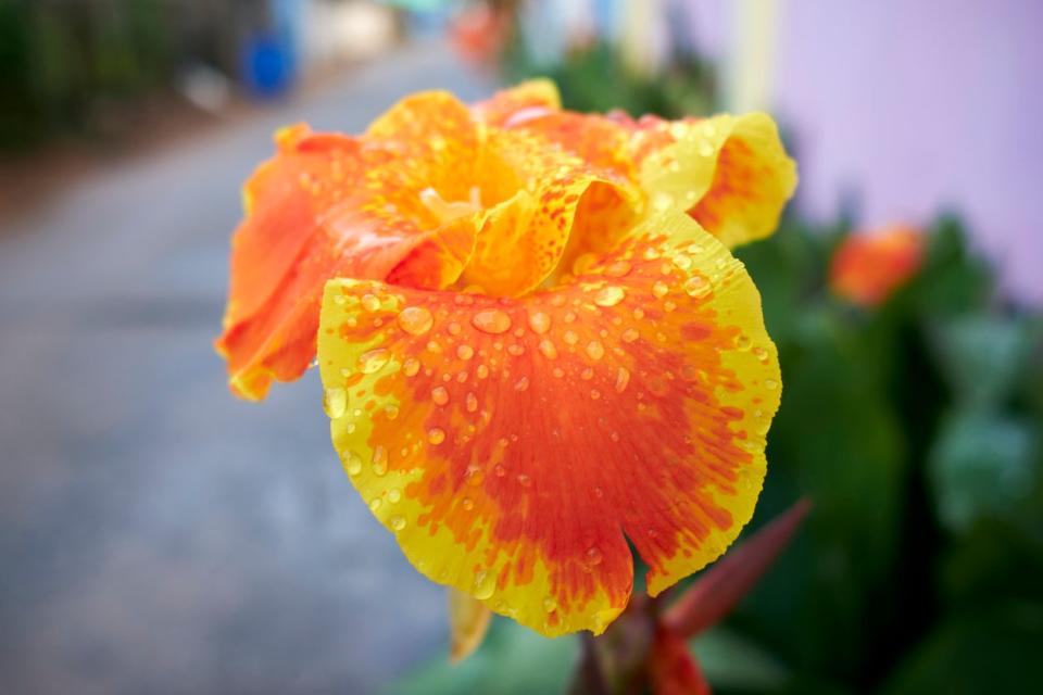 Closeup of an orange-and-yellow Canna indica flower after watering