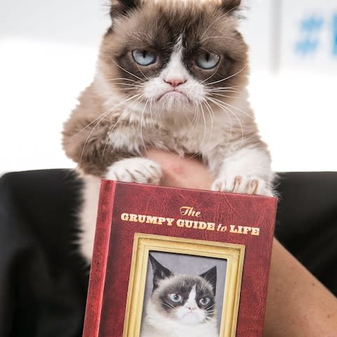 Grumpy Cat - Credit: Vincent Sandoval