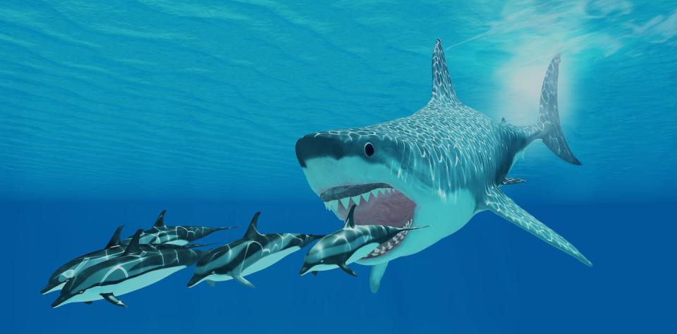 An artist's conception of a megalodon shark, with black eyes and a mouth wide open, chasing a pod of striped dolphins.