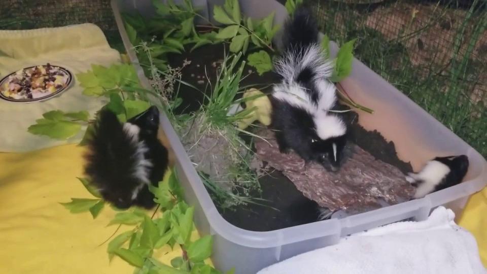 Staff and volunteers teach baby skunks to forage by burying dead insects and fish in containers on the ground.