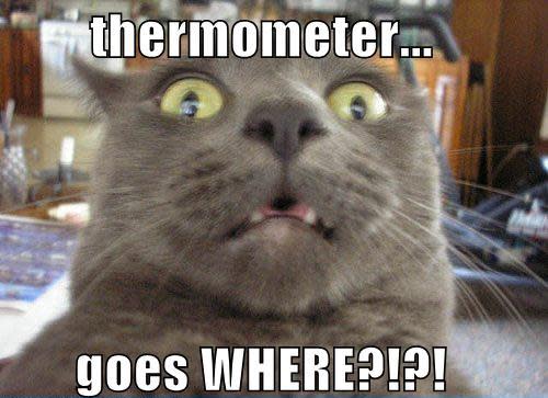 Funniest cat memes