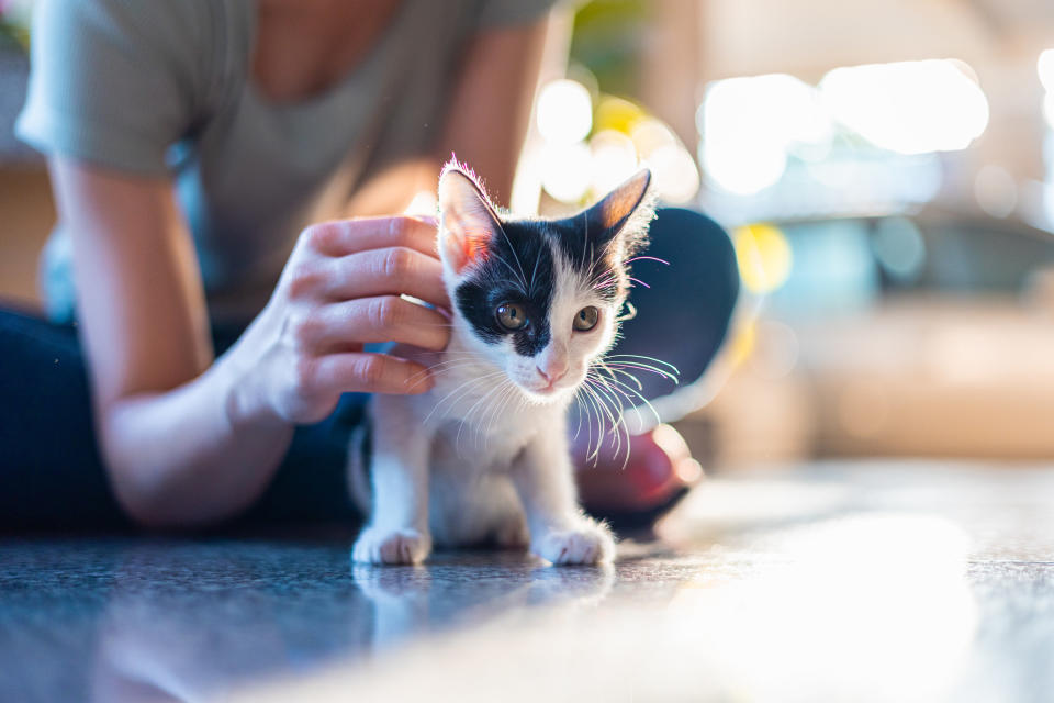 person petting a kitten